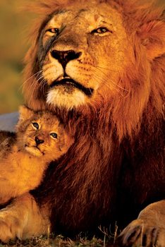 Lion - Lion and cub Плакат