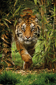 Tiger - Bamboo Плакат