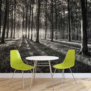 Forest Trees Beam Light Nature Фотошпалери