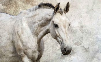 Horse Pony Фотошпалери
