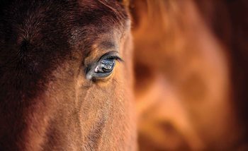 Horse Pony Фотошпалери