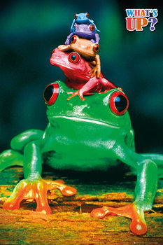 5 frogs плакат