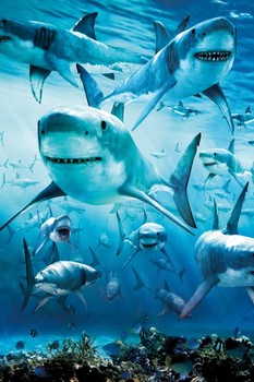 Shark - infested плакат
