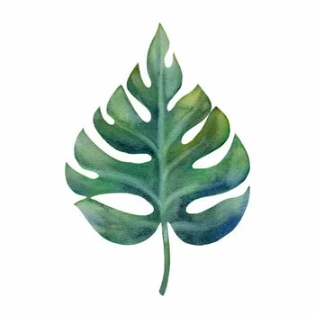 Quadro su tela Watercolor green monstera leaf isolated on