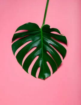 Quadro su tela Green leaf of monstera on a