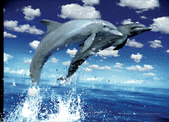 Framed 3D Poster Dolphins leap