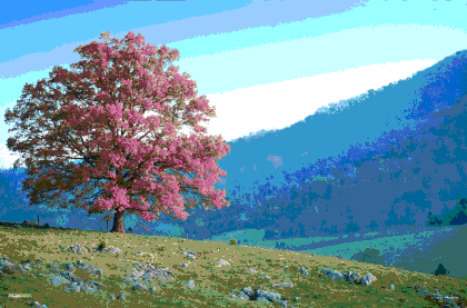 Gerahmtes 3D-Poster Tree hill - seasons