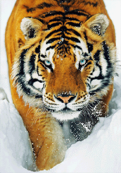Ingelijste 3D-poster Tiger - snow 3D