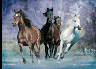 Póster 3D Running horses - bob langrish