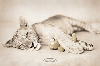 Plakát Rachael Hale - arjuna & teddy