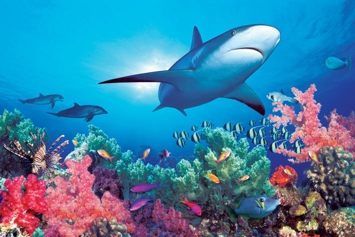 Poster Ocean life