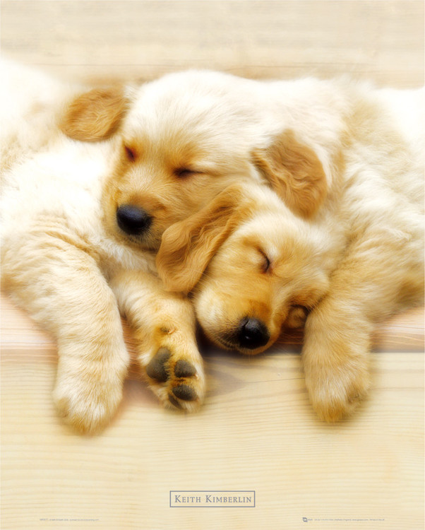 Poster Keith Kimberlin - snooze
