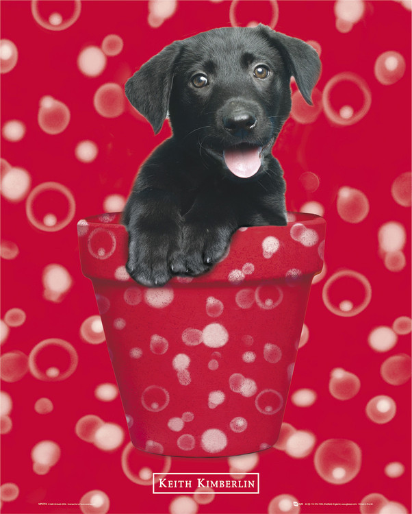 Poster KEITH KIMBERLIN - red
