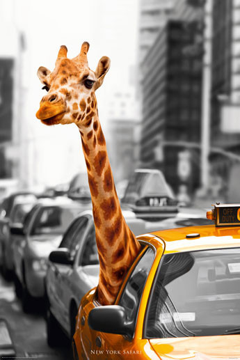 Plakát New York - safari