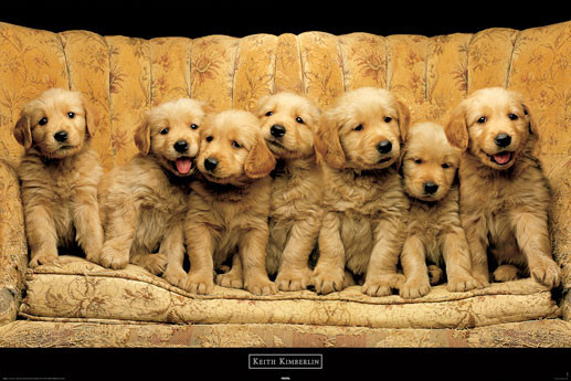 Poster Keith Kimberlin - golden dogs
