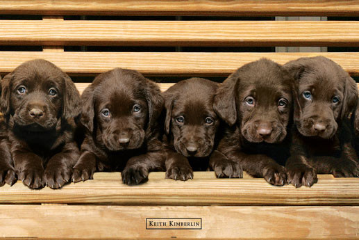 Poster Keith Kimberlin - chocolate labradors