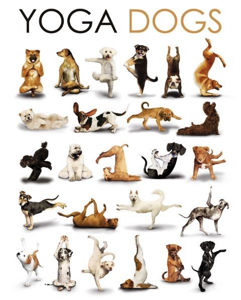 Poster Yoga dogs - compilation