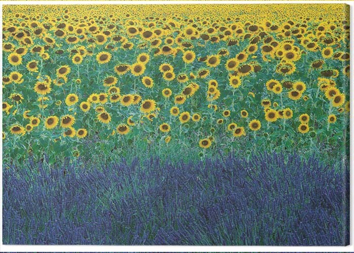 Obraz na płótnie David Clapp - Sunflowers in Provence, France