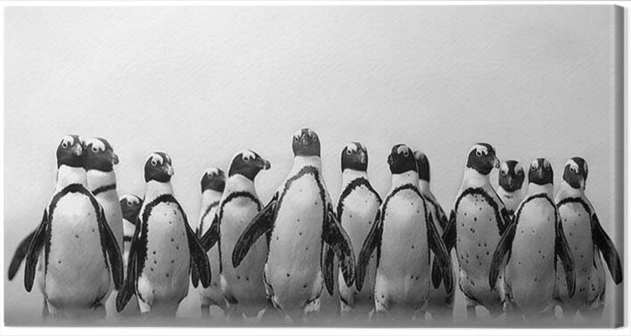 Obraz na plátně Marina Cano - Cape Town Penguins