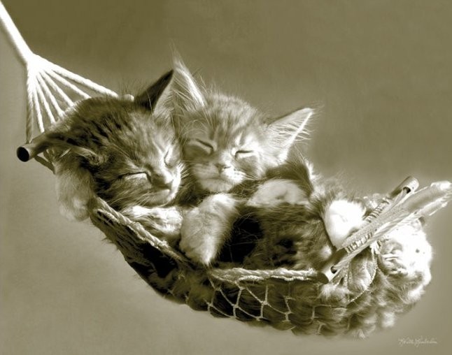Poster KEITH KIMBERLIN - kittens in a hammock