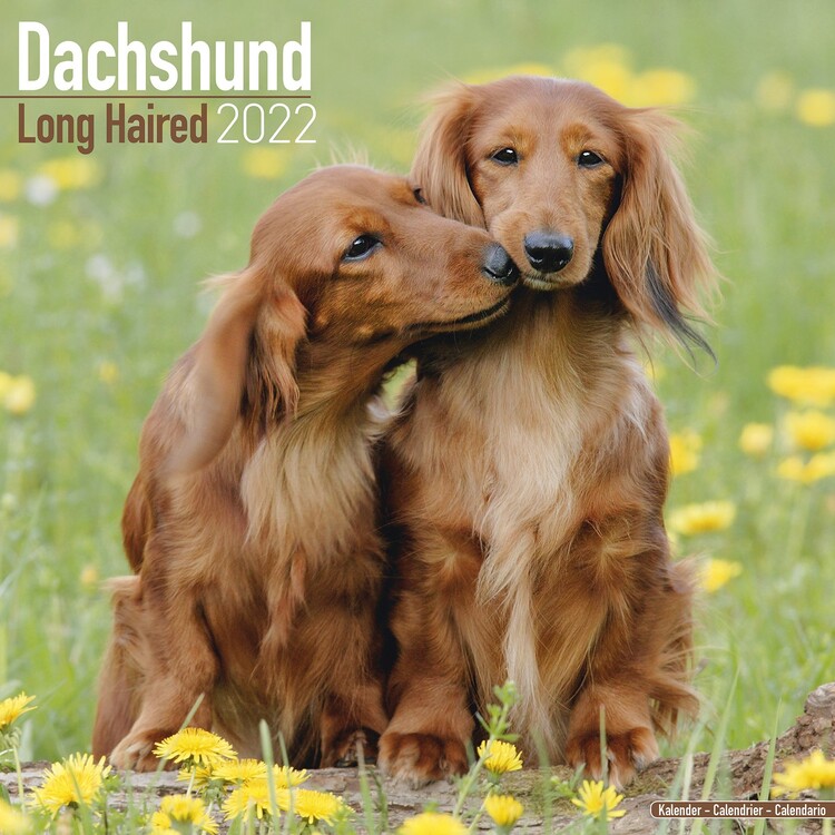 Naptár 2027 Dachsund