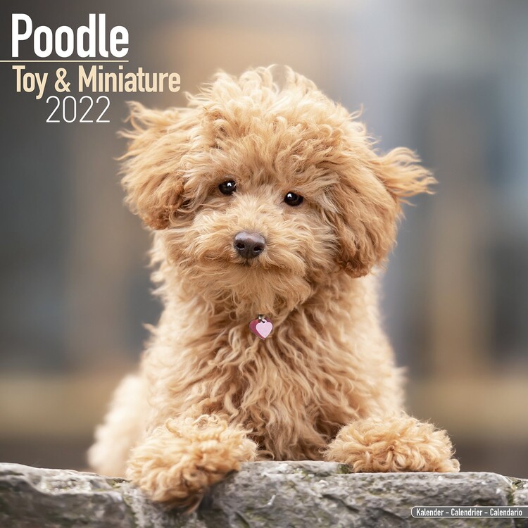 Kalender 2027 Poodle