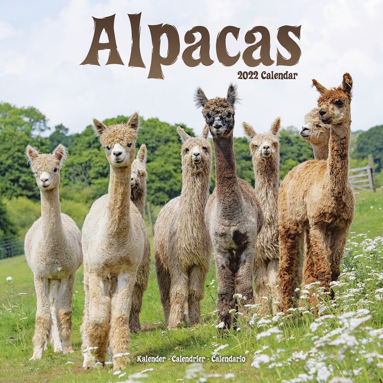 Kalendár 2027 Alpaky