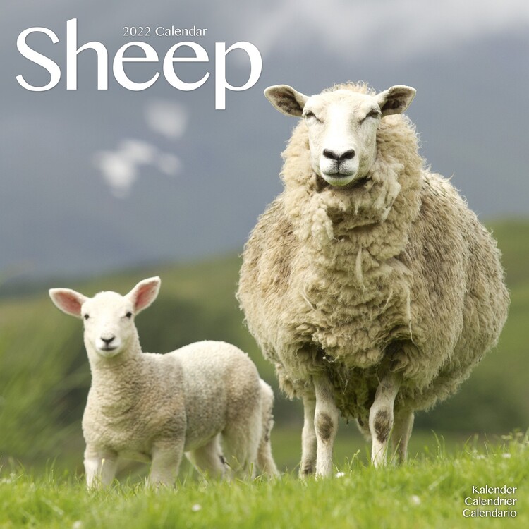Calendario 2027 Sheep