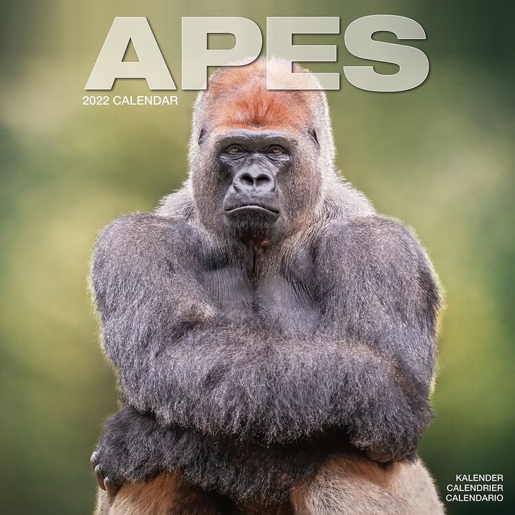 Calendario 2027 Apes