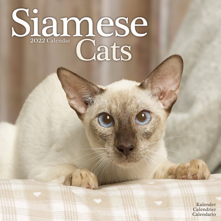 Naptár 2027 Cats - Siamese