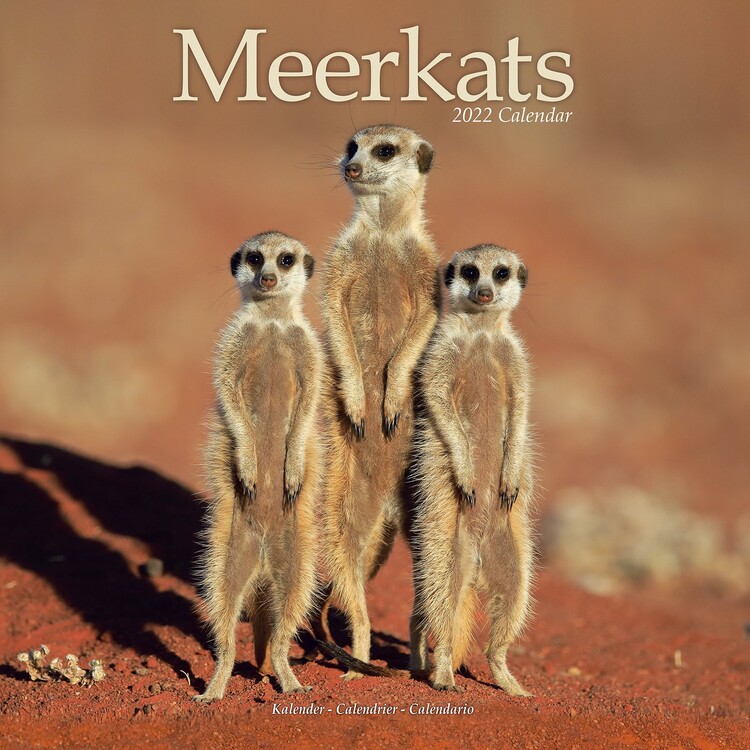 Calendario 2027 Meerkats