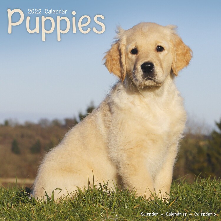 Calendar 2027 Pups