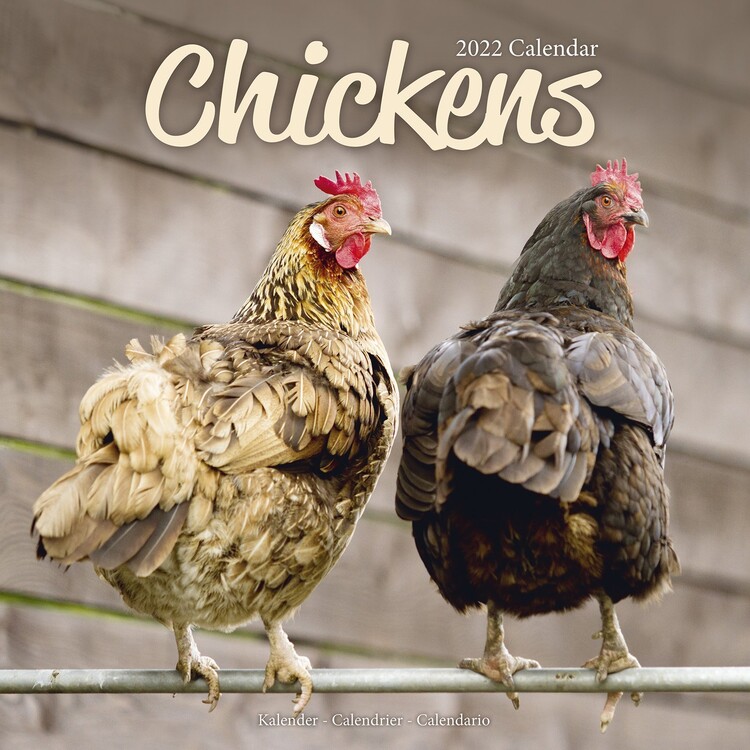 Kalender 2027 Chickens