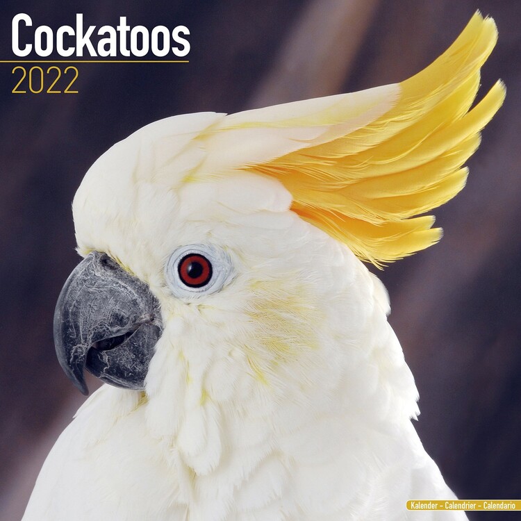 Calendar 2027 Cockatoos