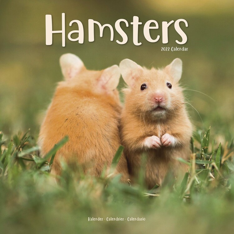 Calendar 2027 Hamsters