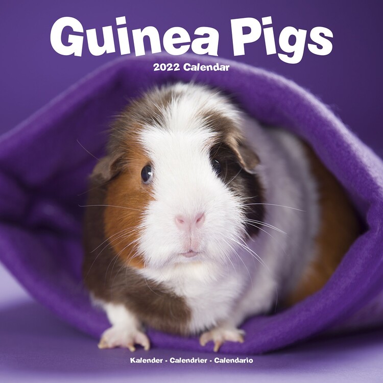 Kalender 2027 Guinea Pigs