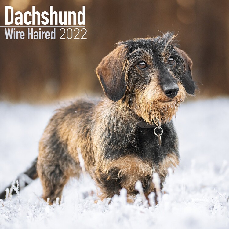 Naptár 2027 Wirehaired Dachshund