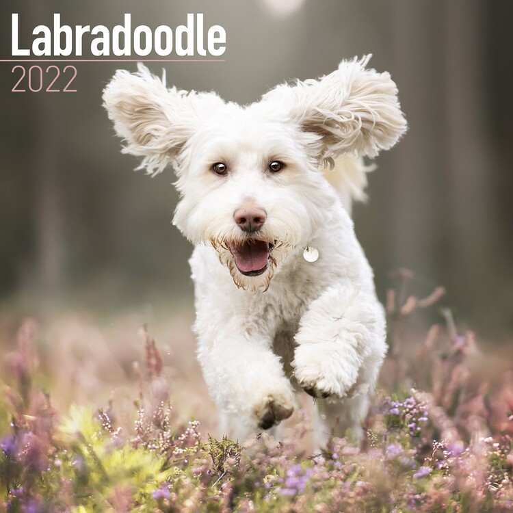 Calendario 2027 Labradoodle