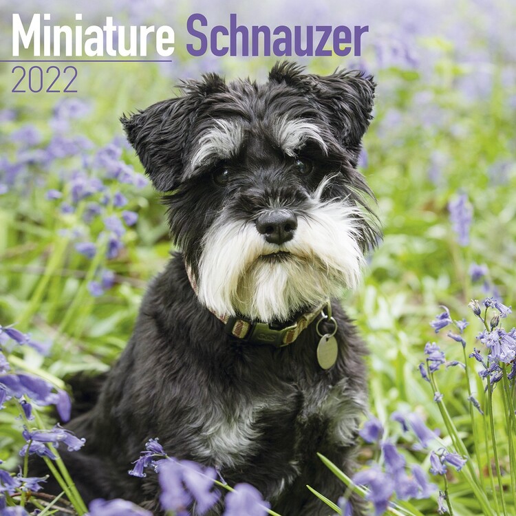 Naptár 2027 Mini Schnauzerl