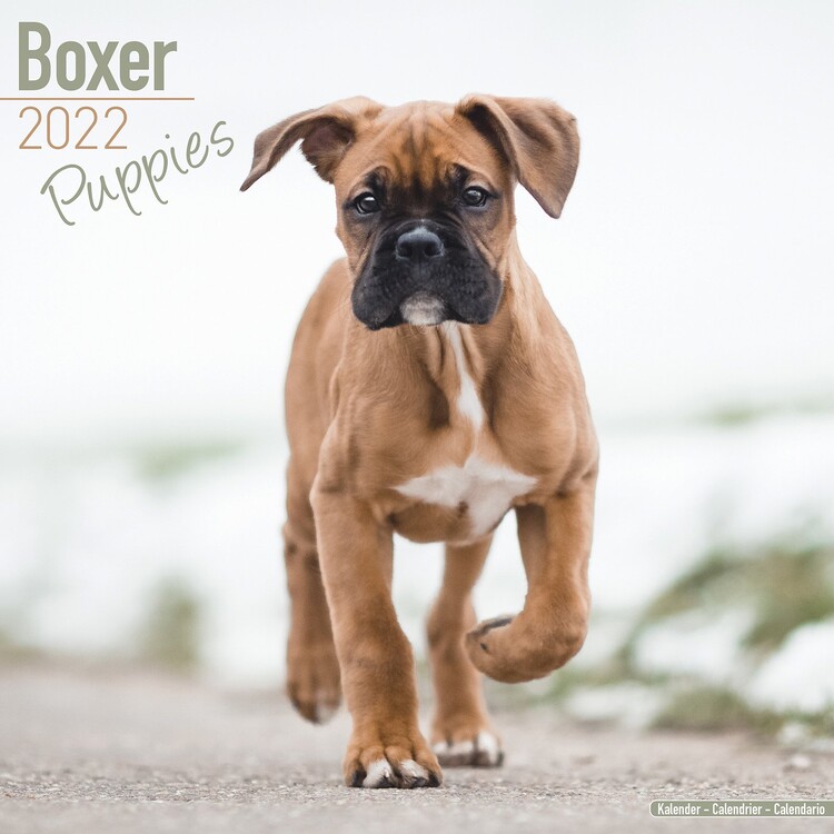 Naptár 2027 Boxer Pups