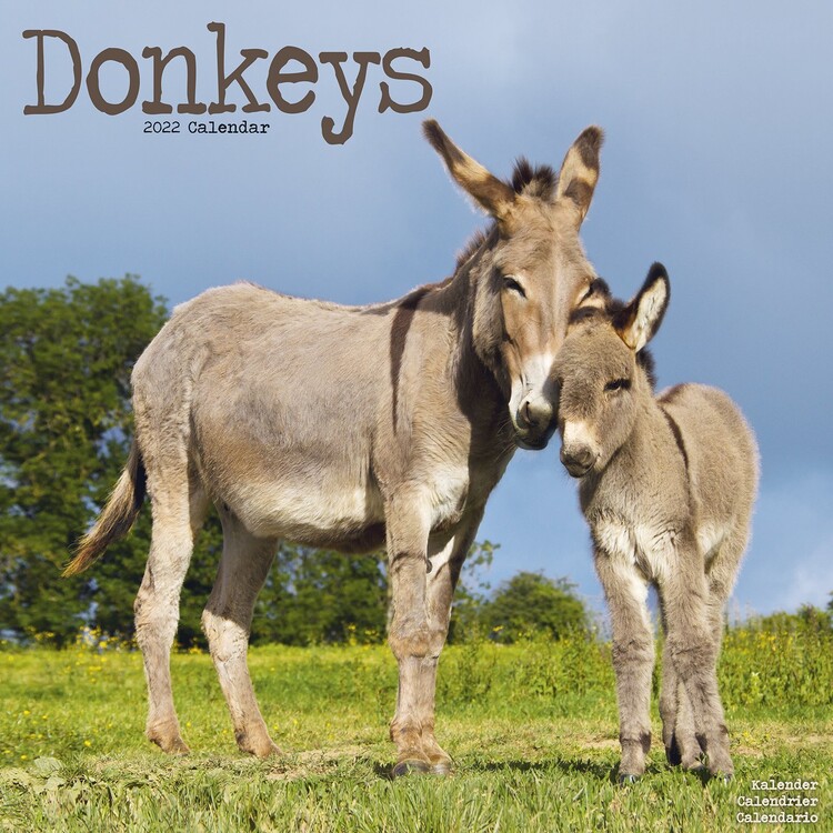 Kalender 2027 Donkeys