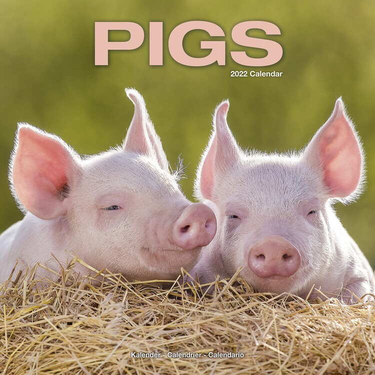 Kalender 2027 Pigs