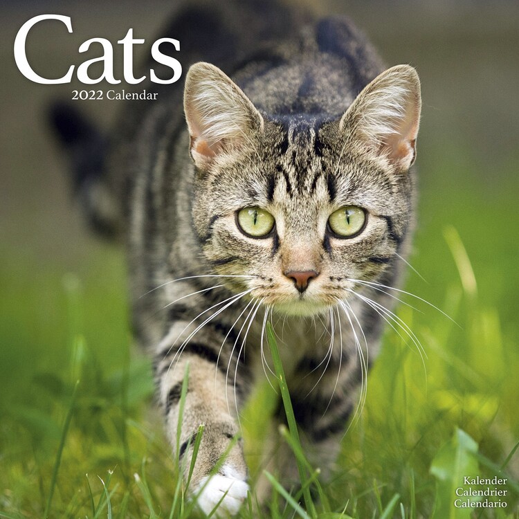 Kalendarz 2027 Cats