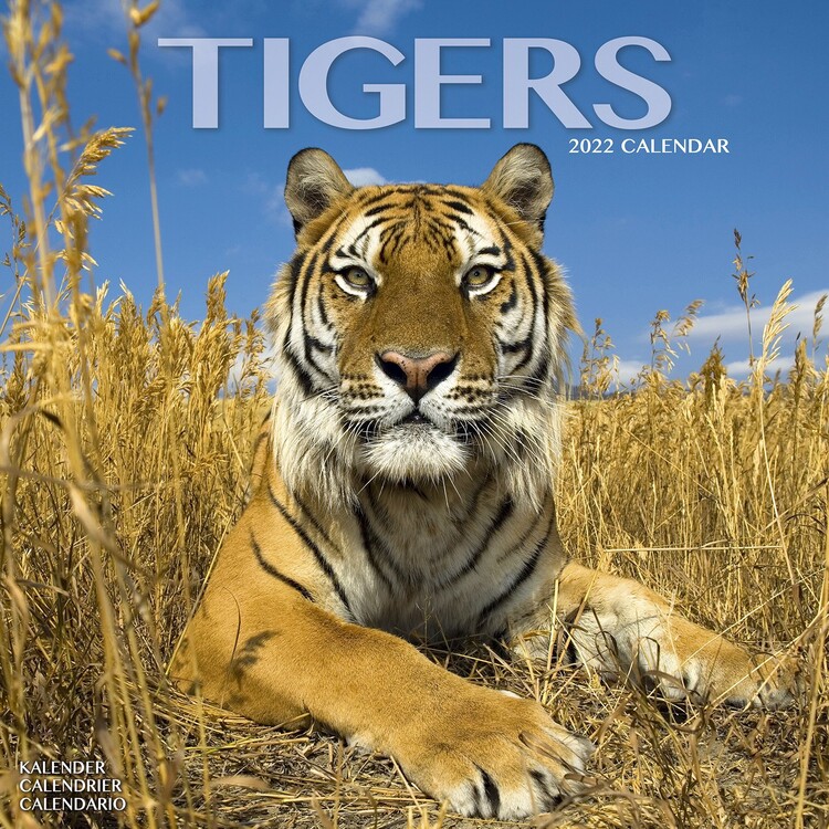 Kalender 2027 Tigers