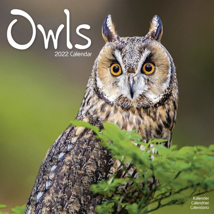 Kalender 2027 Owls