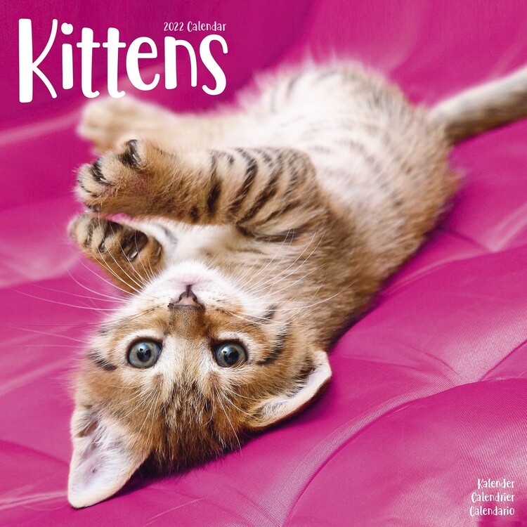 Calendario 2027 Kittens