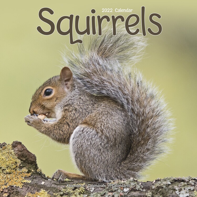 Kalender 2027 Squirrels