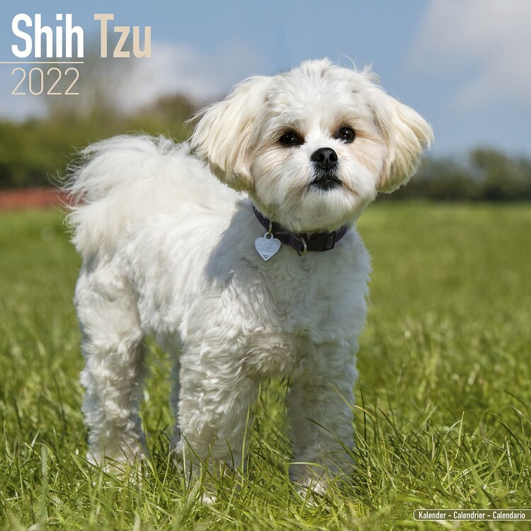 Naptár 2027 Shih Tzu