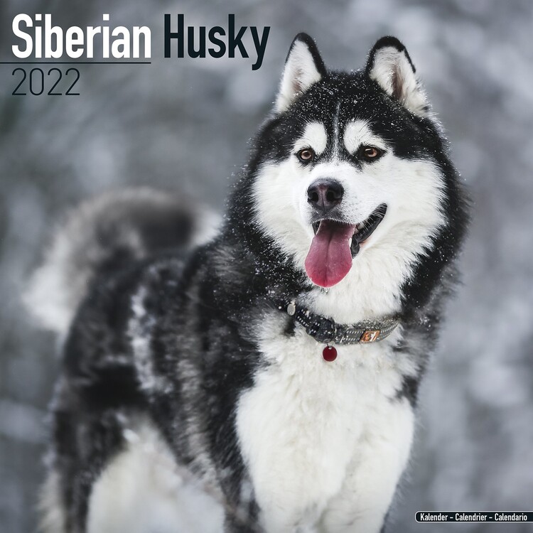 Kalendár 2027 Sibírsky Husky