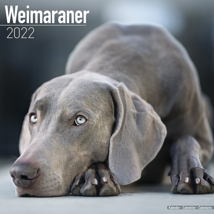 Kalender 2027 Weimaraner